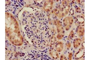 Immunohistochemistry of paraffin-embedded human kidney tissue using ABIN7156716 at dilution of 1:100 (ILF2 anticorps  (AA 1-390))