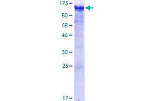 Image no. 1 for Rab11 Family-Interacting Protein 1 (RAB11FIP1) (AA 1-612) protein (GST tag) (ABIN1317028)
