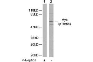 Image no. 2 for anti-Myc Proto-Oncogene protein (MYC) (pThr58) antibody (ABIN196672) (c-MYC anticorps  (pThr58))