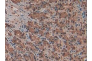 Detection of Hpt in Rat Stomach Tissue using Polyclonal Antibody to Haptoglobin (Hpt)