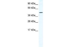 WB Suggested Anti-TTC19 Antibody Titration:  1. (TTC19 anticorps  (N-Term))