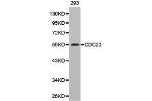 Western Blotting (WB) image for anti-Cell Division Cycle 20 Homolog (S. Cerevisiae) (CDC20) antibody (ABIN1871671)