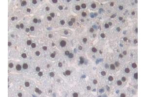 Detection of TALDO1 in Mouse Liver Tissue using Polyclonal Antibody to Transaldolase (TALDO1)