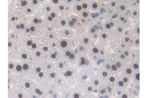 Detection of TALDO1 in Mouse Liver Tissue using Polyclonal Antibody to Transaldolase (TALDO1) (TALDO1 anticorps  (AA 35-285))