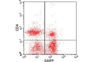 anti-Leucine Rich Repeat Containing 32 (LRRC32) (AA 250-300) antibody