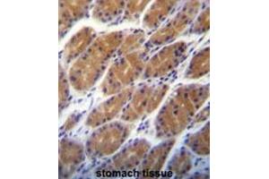 CLDN2 Antibody (C-term pTyr195) immunohistochemistry analysis in formalin fixed and paraffin embedded human stomach tissue followed by peroxidase conjugation of the secondary antibody and DAB staining. (Claudin 2 anticorps  (C-Term))