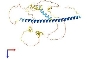 AlphaFold protein structure predicition of Mouse Recombinant Jun Protein, UniprotID P05627