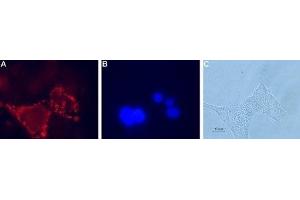 Expression of Glucagon-like peptide 1 receptor in rat pancreatic islet cells - Cell surface detection of Glucagon-like peptide 1 receptor in live intact rat RIN-5F pancreatic islet cells.