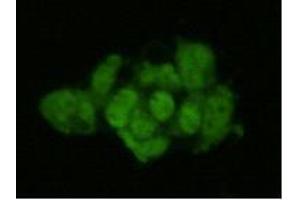 Immunocytochemistry (ICC) image for anti-Geminin, DNA Replication Inhibitor (GMNN) antibody (ABIN1112893)