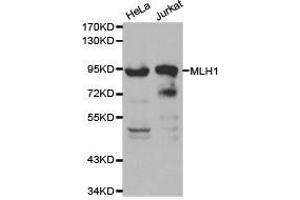 Western Blotting (WB) image for anti-MutL Homolog 1 (MLH1) antibody (ABIN1873703) (MLH1 anticorps)