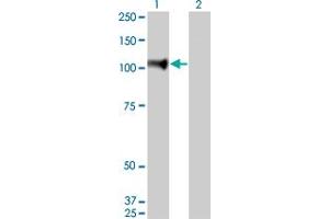 Western Blot analysis of NELL1 expression in transfected 293T cell line by NELL1 monoclonal antibody (M01), clone 6A8.