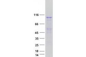 Validation with Western Blot