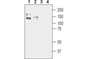 Western blot analysis of human Colo205 colon adenocarcinoma (lanes 1 and 3) and human Caco-2 colon adenocarcinoma cell lysates (lanes 2 and 4): - 1,2. (KCNMA1 anticorps  (C-Term, Intracellular))