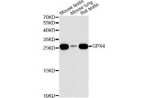 Western blot analysis of extracts of various cell lines, using GPX4 antibody (ABIN6294188) at 1:1000 dilution. (GPX4 anticorps)