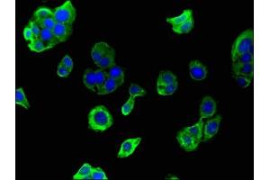 Immunofluorescent analysis of HepG2 cells using ABIN7154134 at dilution of 1:100 and Alexa Fluor 488-congugated AffiniPure Goat Anti-Rabbit IgG(H+L)