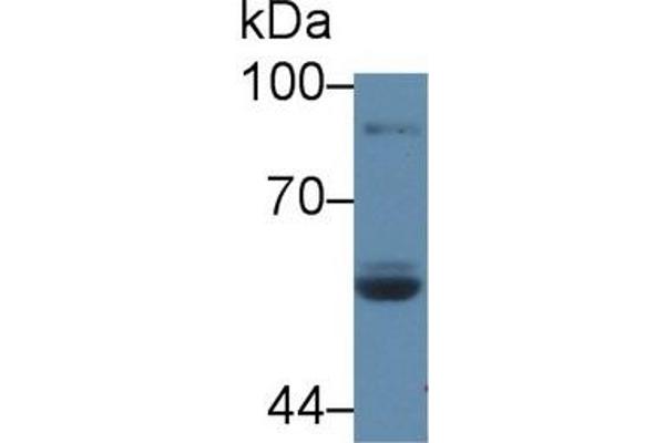 LPO anticorps  (AA 351-589)