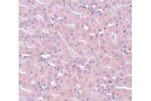 Immunohistochemical staining of mouse kidney tissue with 5 ug/mL FRMPD2 polyclonal antibody . (FRMPD2 anticorps  (N-Term))