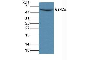 Figure. (MMP14 anticorps  (AA 121-487))