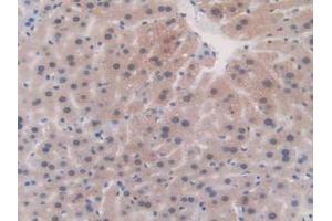 IHC-P analysis of Mouse Liver Tissue, with DAB staining. (Fibrillin 1 anticorps  (AA 957-1143))