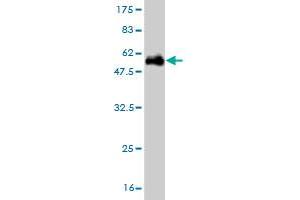 Western Blot detection against Immunogen (54.