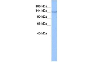COPA antibody used at 0. (COPA anticorps  (N-Term))