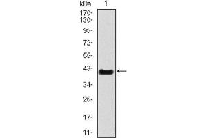 Western blot analysis using T antibody against HEK293 (1) and T (AA: 218-352) -hIgGFc transfected HEK293 (2) cell lysate. (T Antigen (AA 218-352) anticorps)