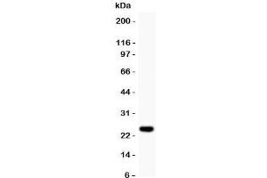 Western blot testing of Cyclin D3 antibody and recombinant human protein (0.