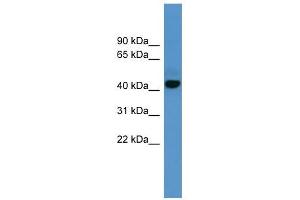 ADORA1 antibody used at 0. (ADORA1 anticorps  (C-Term))