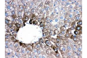 IHC testing of FFPE mouse liver with CYP1A2 antibody. (CYP1A2 anticorps  (AA 185-320))