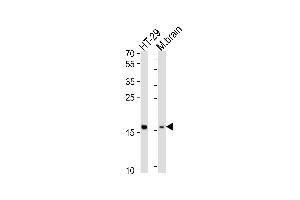 Western blot analysis of lysates from HT-29 cell line, mouse brain tissue lysate (from left to right), using TME Antibody (N-term) (ABIN6244197 and ABIN6577826). (TMEM160 anticorps  (N-Term))