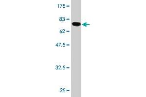 Western Blot detection against Immunogen (64.