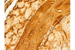 ABIN6265395 and ABIN6273017 at 1/100 staining Mouse skin tissue by IHC-P. (SYNPO anticorps  (Internal Region))