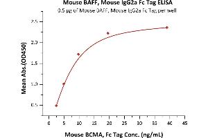 Immobilized Mouse BAFF, Mouse IgG2a Fc Tag (ABIN5954906,ABIN6253646) at 5 μg/mL (100 μL/well) can bind Mouse BCMA, Fc Tag (ABIN5674646,ABIN6253667) with a linear range of 2-10 ng/mL (QC tested).