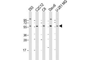 All lanes : Anti-YY1 Antibody (N-term) at 1:2000 dilution Lane 1: 293 whole cell lysate Lane 2: C2C12 whole cell lysate Lane 3: C6 whole cell lysate Lane 4: Daudi whole cell lysate Lane 5: U-251 MG whole cell lysate Lysates/proteins at 20 μg per lane.