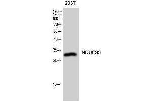 Western Blotting (WB) image for anti-NADH Dehydrogenase (Ubiquinone) Fe-S Protein 3, 30kDa (NADH-Coenzyme Q Reductase) (NDUFS3) (Internal Region) antibody (ABIN6285329)