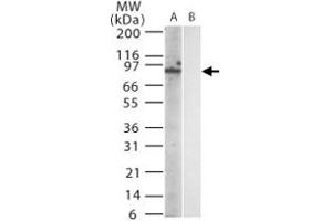 Western blot analysis of mouse Trl12 in (A) transfected and (B) untransfected cell lysate using Trl12 monoclonal antibody, clone 15F1215  at 1:1000. (TLR12 anticorps  (AA 791-806))
