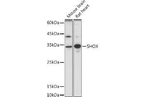 Western blot analysis of extracts of various cell lines, using SHOX antibody (ABIN7270286) at 1:1000 dilution.