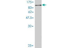 Western Blot detection against Immunogen (98.