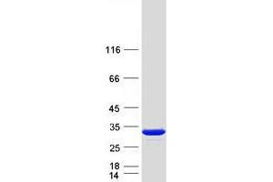 Validation with Western Blot