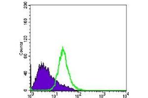 FC analysis of PC-3 cells using anti-NKX3A antibody (green) and negative control (purple). (NKX3-1 anticorps)