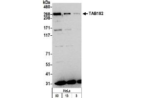 Western Blotting (WB) image for anti-Tankyrase 1 Binding Protein 1, 182kDa (TNKS1BP1) (AA 1679-1729) antibody (ABIN7450796)