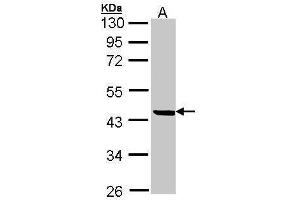 WB Image Sample (30 ug of whole cell lysate) A: 293T 12% SDS PAGE antibody diluted at 1:500 (SERPINB1 anticorps  (Center))