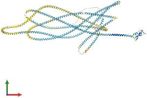 AlphaFold protein structure predicition of Mouse Recombinant Eea1 Protein, UniprotID Q8BL66