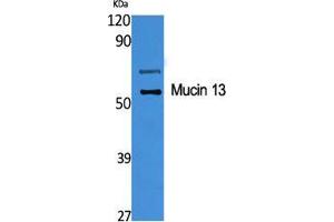 Western Blot (WB) analysis of specific cells using Mucin 13 Polyclonal Antibody. (MUC13 anticorps  (C-Term))