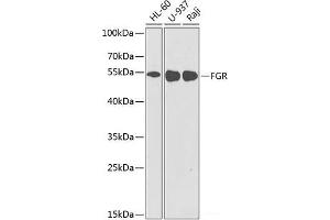 Western blot analysis of extracts of various cell lines using FGR Polyclonal Antibody at dilution of 1:1000. (Fgr anticorps)
