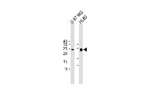 All lanes : Anti-Bcl-w Antibody (BH3 Domain Specific) at 1:1000 dilution Lane 1: U-87 MG whole cell lysate Lane 2: HL-60 whole cell lysate Lysates/proteins at 20 μg per lane. (BCL2L2 anticorps  (AA 24-59))