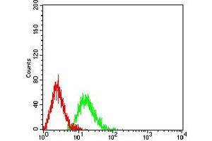 Flow cytometric analysis of HL-60 cells using ATG4A mouse mAb (green) and negative control (red). (ATG4A anticorps  (AA 258-398))