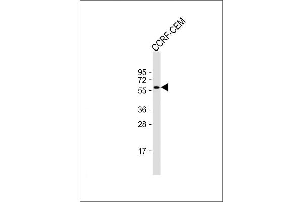 CLEC4F antibody  (C-Term)