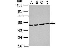 WB Image Sample (30 ug of whole cell lysate) A: 293T B: A431 C: HeLa D: HepG2 10% SDS PAGE antibody diluted at 1:1000 (Ataxin 10 anticorps)