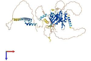 AlphaFold protein structure predicition of Mouse Recombinant Bmal1 Protein, UniprotID Q9WTL8